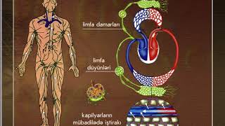 Orqanizmin daxili muhitinin tekamulu [upl. by Sebastien]
