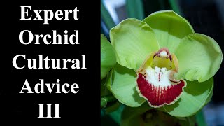 Growing Cymbidiums from seed pods everything you need to know🌺🌿 [upl. by Enaed]