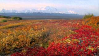 Visit Denali National Park on an Alaska Cruisetour with Holland America [upl. by Ahsinak876]