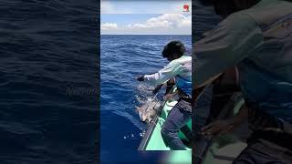 Catching 97kg Yellowfin Tuna Using Live Rosy Snapper Fish [upl. by Willin42]