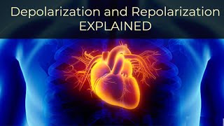 What is Depolarization and Repolarization Simply Explained [upl. by Ennybor754]