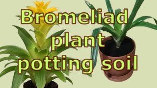 How to care for guzmania bromeliad plants How to Repot Bromeliads Bromeliad plant potting soil [upl. by Delos123]