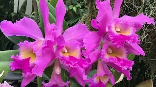 MISSOURI BOTANICAL GARDEN ORCHID SHOW 2016 [upl. by Chavez]