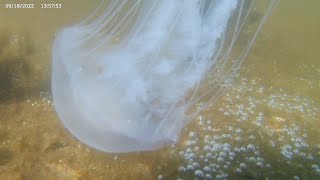 The Chesapeake Bays Local Jellyfish Atlantic Bay Nettles [upl. by Melton]