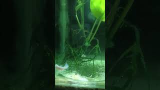 SC fish farm aquarium fishcichlid cichlidtank [upl. by Hirsh511]