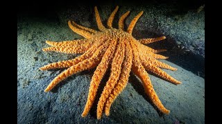 Science Talk Sunflower Sea Stars [upl. by Sadoff]