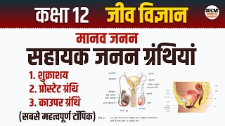 नर जनन सहायक ग्रंथियाँ  शुक्राशय  प्रोस्टेट ग्रंथि  काउपर ग्रंथि  Class 12th Biology [upl. by Mcmahon909]