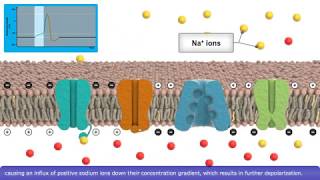 Detailed Animation on Action Potential [upl. by Hacissej311]