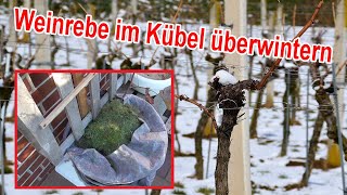 Weinreben im Topf überwintern  Weinrebe im Kübel  Wein  winterfest machen amp vor Frost schützen [upl. by Ilrac]