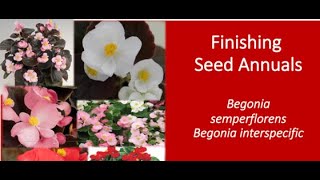 Finishing High Quality Seed Begonias ft Dr Will Healy [upl. by Maurili]