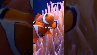 quotClownfish The Vibrant Guardians of the Coral Reefsquot facts animals wildlife [upl. by Earazed]