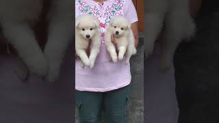 German Spitz puppy for sale lucky dog kennel in Kolkata  9064393486 pug dogs dog [upl. by Netsew]