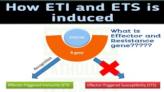 EffectorRgeneEffector triggered Immunity ETI  Effector triggered susceptibility ETS [upl. by Maghutte36]