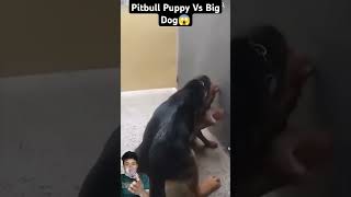 Pitbull puppy with gsd dog real fight shorts fight trending viral [upl. by Keyes564]