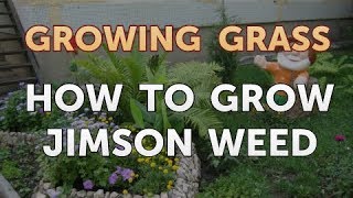 How to Grow Jimson Weed [upl. by Nwotna]