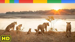 Rise of Luangwa Lion Pride in Africa  Nat Geo Wild Documentary HD [upl. by Niletac]