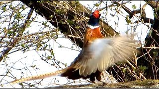 Common Pheasant making loud sounds with fluttering wings [upl. by Eissac]