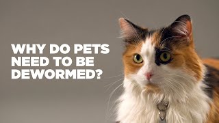 Why Do Pets Need to be Dewormed [upl. by Octavie]