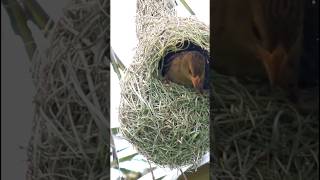 Bird making Nest  Chidiya ka Ghosla  birds nature cosmos nest facts [upl. by Esiouqrut]