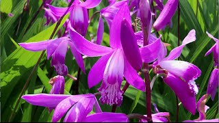 The hardy Chinese ground orchid Bletilla striata [upl. by Enimaj]