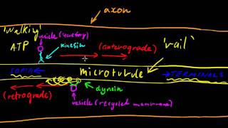 Part 3  Axonal Transport [upl. by Colette802]