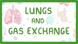 GCSE Biology  Gas Exchange and Lungs 26 [upl. by Repsaj310]