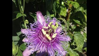 Passion Flower Identification Tincture amp Tea Preparation [upl. by Shing507]