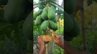 Why Do People Extract Papaya Milk [upl. by Chak]