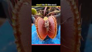 😱खतरनाक मांसाहारी पौधा Venus fly trap shorts [upl. by Llain850]