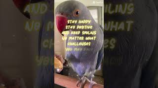 🦜positiveshorts bekindtoyourselfandothers behappy shorts petshorts [upl. by Kingsley78]