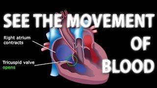 The Pathway of Blood Flow Through the Heart Animation [upl. by Uno]