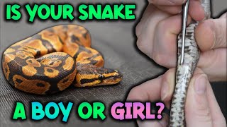 How to Sex your Snake Visually Popping and Probing [upl. by Ylecic604]