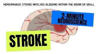 2Minute Neuroscience Stroke [upl. by Ynahirb]