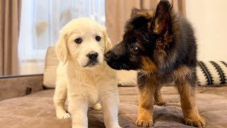 German Shepherd Puppy Meets Golden Retriever Puppy for the First Time [upl. by Holub159]