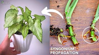 How to Propagate Syngonium Plant  Syngonium Plant Propagation Tips amp Tricks [upl. by Gnoy]