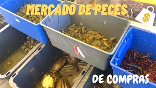 De COMPRAS en el MERCADO de PECES LA MORELOS [upl. by Venu113]