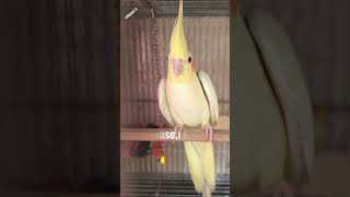 Lutino cockatiel birds [upl. by Colman]