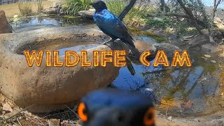 Wildlife cam 2024  Week 41  elephants new genet and pond life [upl. by Ahsiemat]