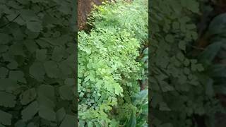 Adiantum capillusfeneris 🌿💐adiantum plants shorts shortsfeed shortvideo maymtn fyp [upl. by Disraeli408]