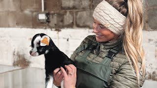 MILKING 1000 GOATS IN THE UK🐐 radip exit parlour [upl. by Mikah]