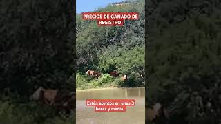 PRECIOS DE REGISTRO vacas banda razasdeganado ganaderos ganaderias ganaderas ganado bovinos [upl. by Arelc58]