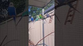 Beautiful Budgies Singing in the Sunshine birds budgies parakeets [upl. by Travax]