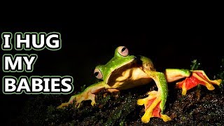 Flying Frog facts theyre more like gliding frogs really  Animal Fact Files [upl. by Joy]