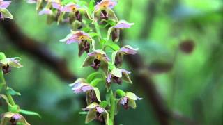 wild orchids in swiss forest [upl. by Yehs]