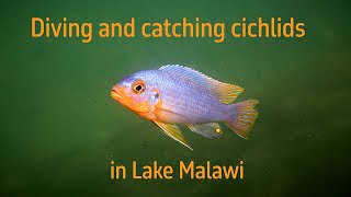 Diving and Catching cichlids in Lake Malawi [upl. by Ynohtnaluap134]