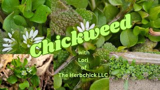 Chickweed with Lori the Herbchick [upl. by Ettedo]