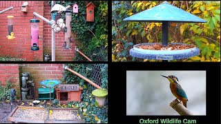 All Wild Bird Cams ❤️ Scratchy  Squirrels Live [upl. by Nehgem573]