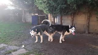 Accouplement chien Husky Saillie  Husky dog ​​mating projection [upl. by Madai587]