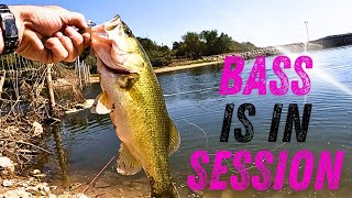 BASS and CATFISH FEASTING on BAITFISH in LAKE ARLINGTON get SMOKED [upl. by Yzmar574]