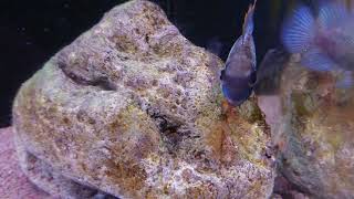 Andinoacara pulcher  electric blue acara breeding [upl. by Dirtsa]